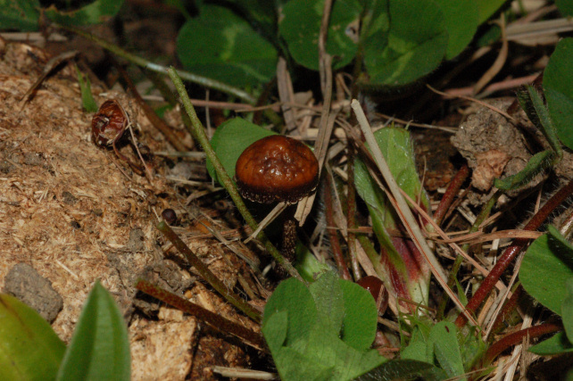 Conocybe?